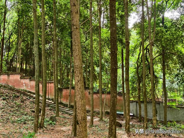 成都徒步（64）·新津篇③观音寺