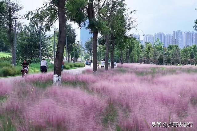 成都粉黛草花开了，景色壮观拍照惊艳，不要门票，地铁公交直达！