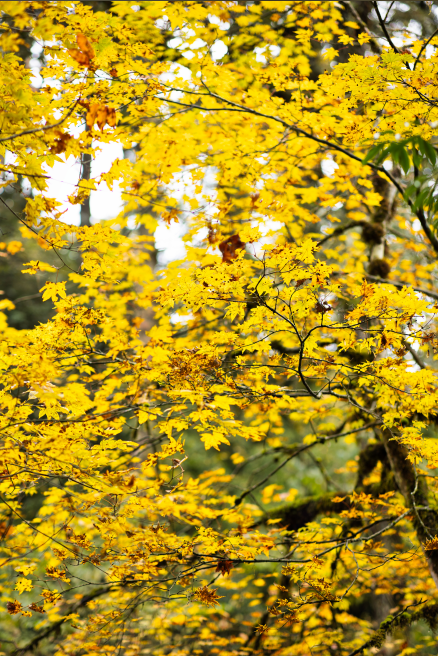 神图有了！在龙苍沟，出片还不是手拿把掐