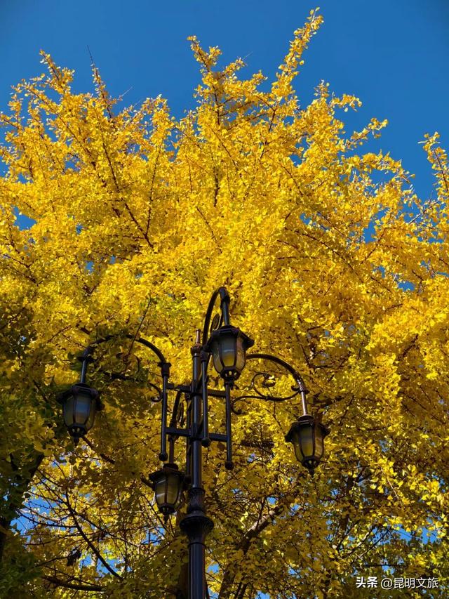 美爆！美爆！超全攻略！超出片！🤳昆明银杏黄金倒计时，抓紧时间冲~