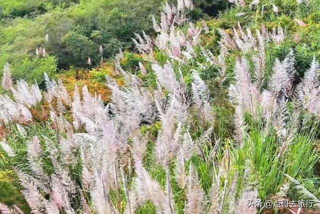 成都金堂爆红秋景，芭茅彩林超级惊艳，不要门票，徒步也是超棒！