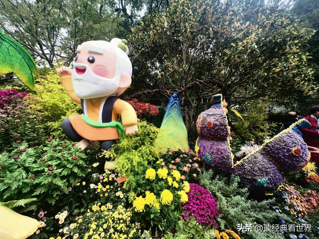 杭州植物园的菊花展——一场关于菊花的饕餮盛宴（二）