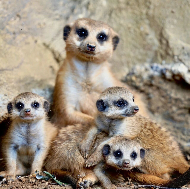 山东有自己的“疯狂动物城”！