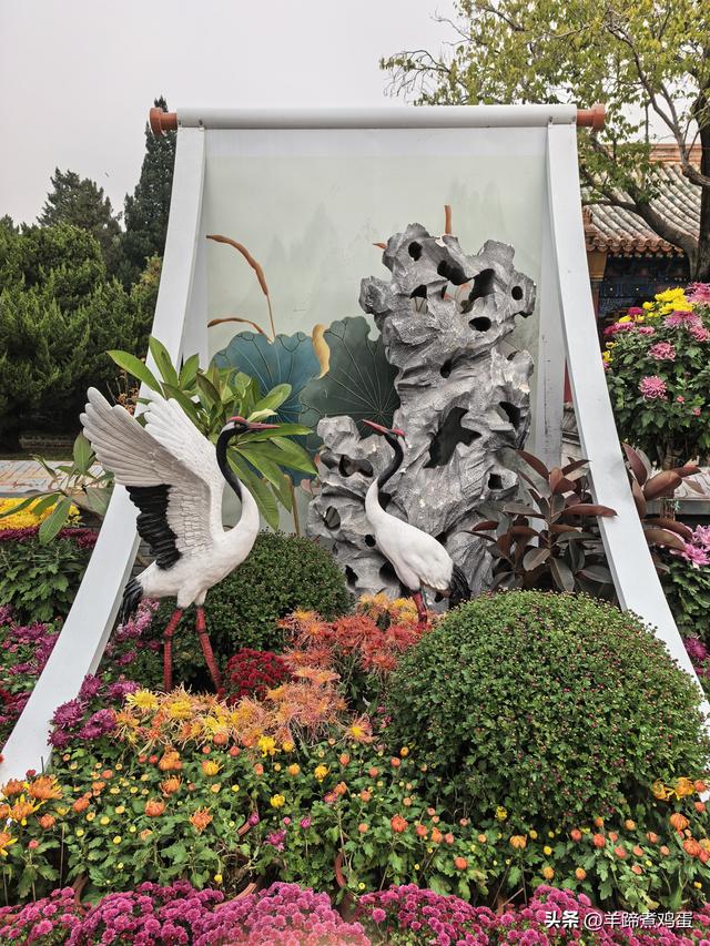 秋风独宠一园菊，晚来香艳出樊篱——北京北海公园2025年菊花展