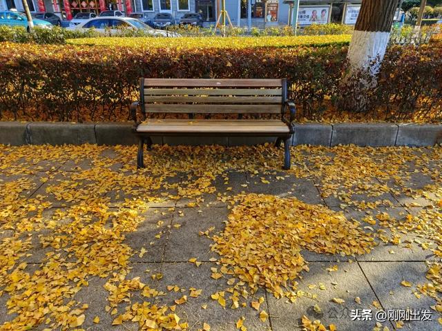 大连市内现平分秋色美景,特别热闹,秋日限定,太美了