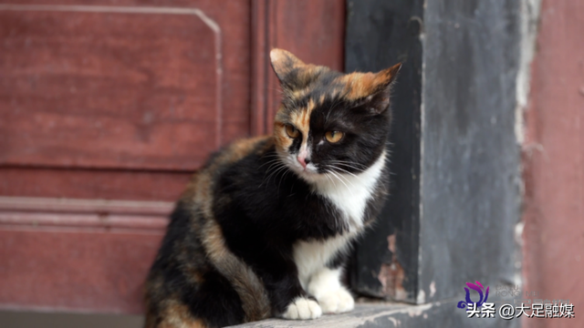 大足石刻南山景区4只萌猫成“团宠” 憨态可掬等您赐名