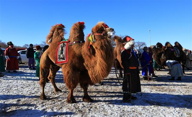 内蒙古正蓝旗：群众文化那达慕冬季村晚盛大举行