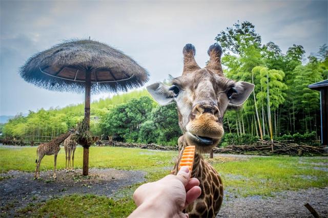 国庆回顾 | 你绝对想不到，这些景区活动有多会玩