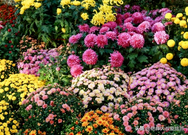 2025杭州植物园菊花展与四大分会场攻略来了，涉及赏玩交通！
