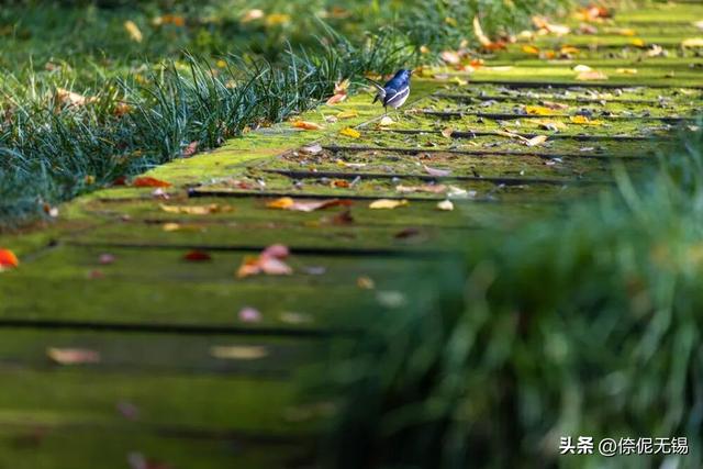 无锡这个免费大公园，又火了！