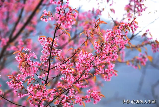 六盘水月照养生谷：冬樱花盛开引客赏花打卡