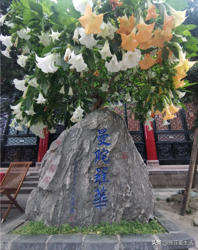 厦门一户人家把“曼陀罗”养大门口，太迷人，吸引无数人拍照打卡