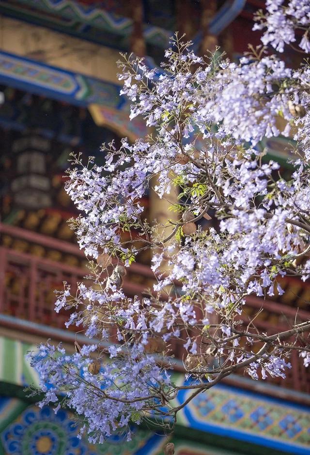 比大理浪漫！比昆明更近！高铁直达阳光小城，2万株蓝花楹美疯！观海登山，美食吃到爽！