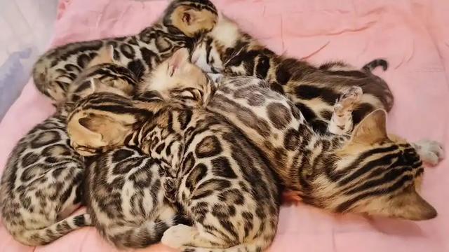 禁止私自饲养！湖南女子废木料里发现4只，养半月后匆忙上交