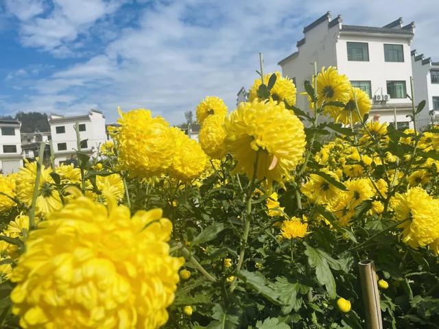 央视镜头锁定！11月，和撒贝宁在歙县上丰村邂逅一场金色的秋日限定 | 皖美冬日 | 第十五届安徽国际文化旅游节