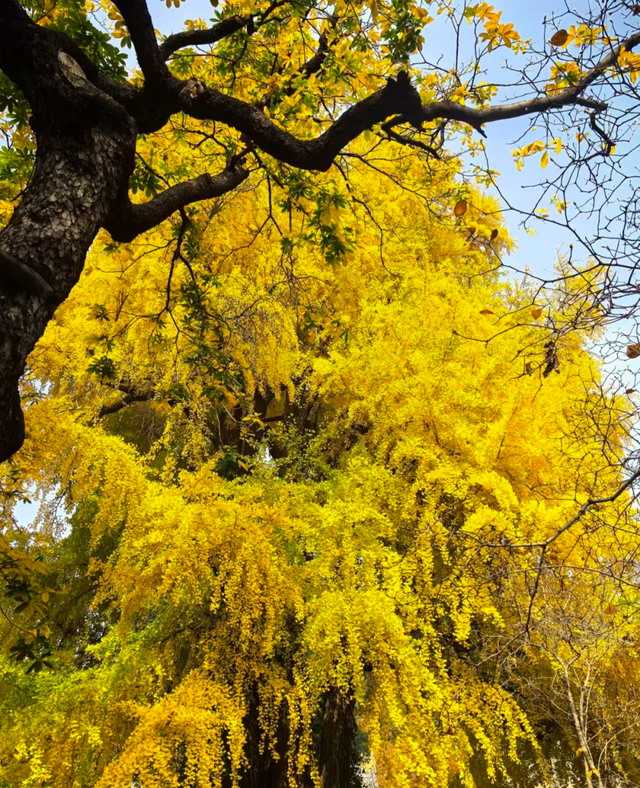 邓云乡 || 燕京乡土记——银杏奇观•潭柘寺