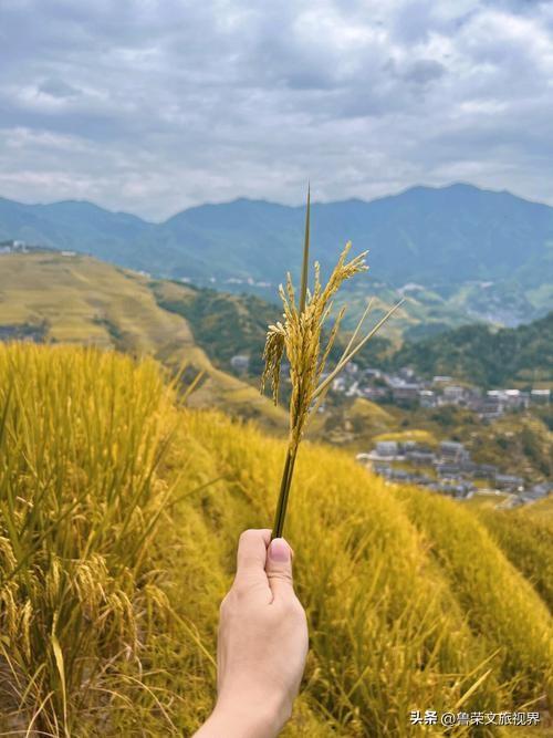 十月龙脊梯田爆火！稻浪美到窒息，这条避堵路线90%的人都不知道