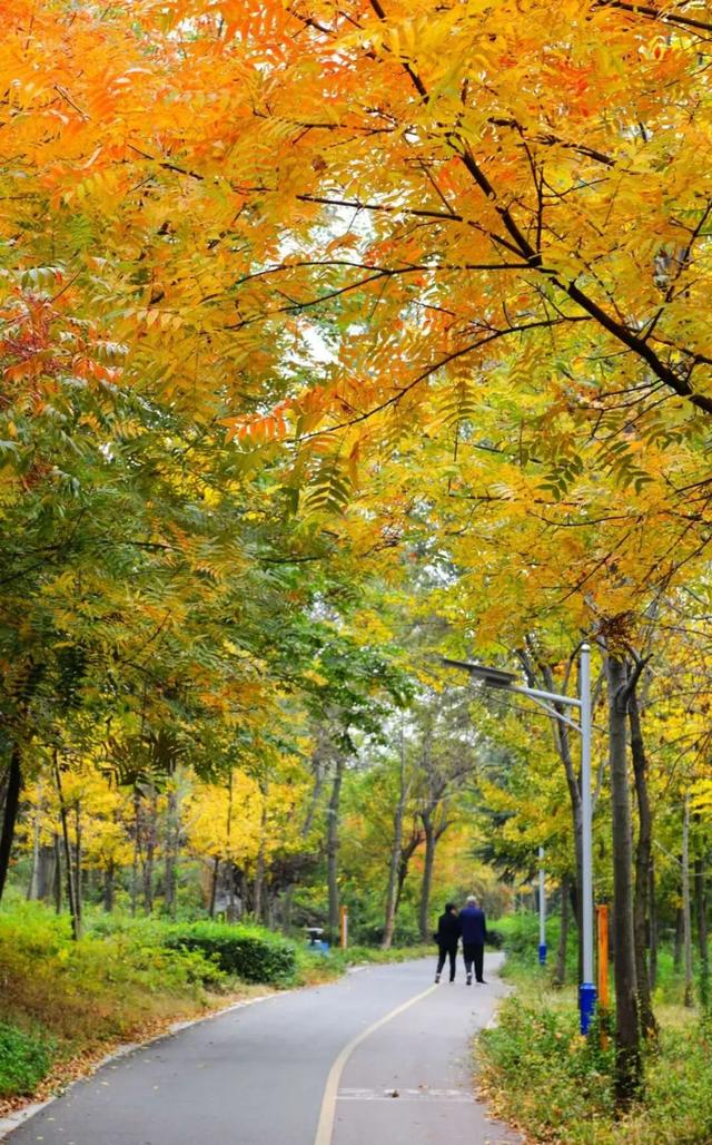 景色怡人！大自然的冬日画作，小城成了树木编织的五彩秘境！