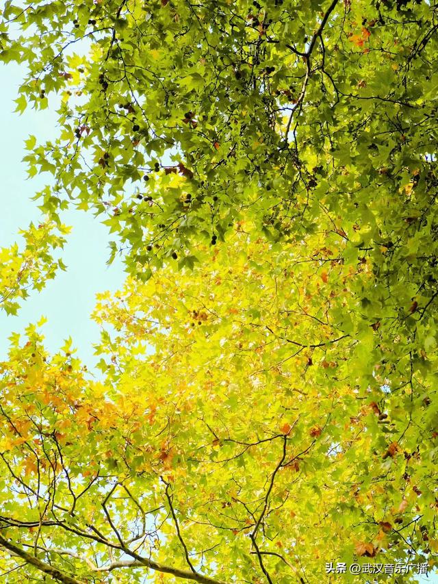 这里藏了武汉的顶流秋色！