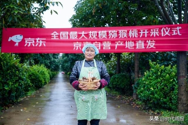 陕西猕猴桃开采：全国最大规模 京东京喜包销千万斤 同品质价格比其他平台便宜15%