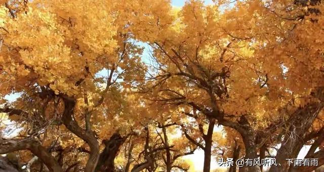 额济纳胡杨：为何枯木、遗址与烟火，反倒成了最动人的风景？