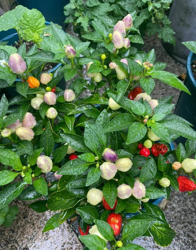 男子因“辣椒当花”引围观，不服来战，网友：小众美被你玩明白了