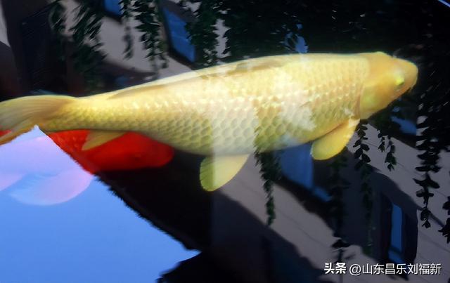 昌盛花园二期西区的冬景(下)