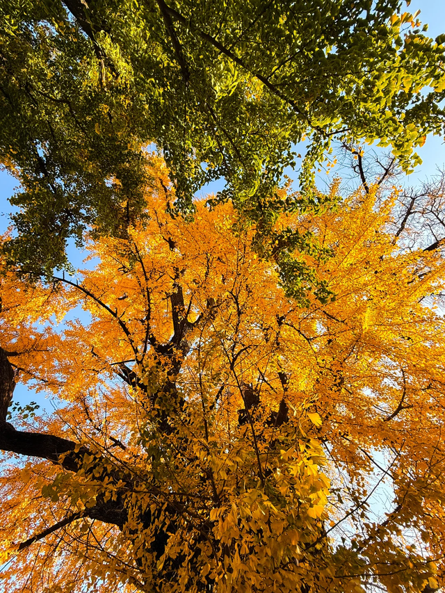 叶落临沂，步步皆是诗意画卷