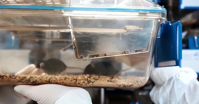 从300到4只！神舟二十一号选拔，小鼠过五关斩六将