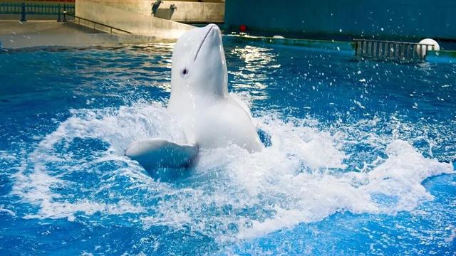 山东这座宝藏小城，坐拥中国四大名楼之一！苏轼、秦始皇都为它打call！