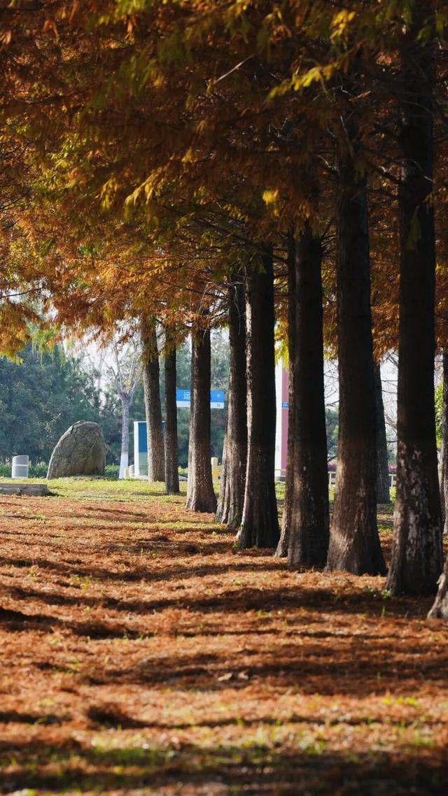 太白湖新区水杉浓度即将达到100%，这份拍照攻略请收好