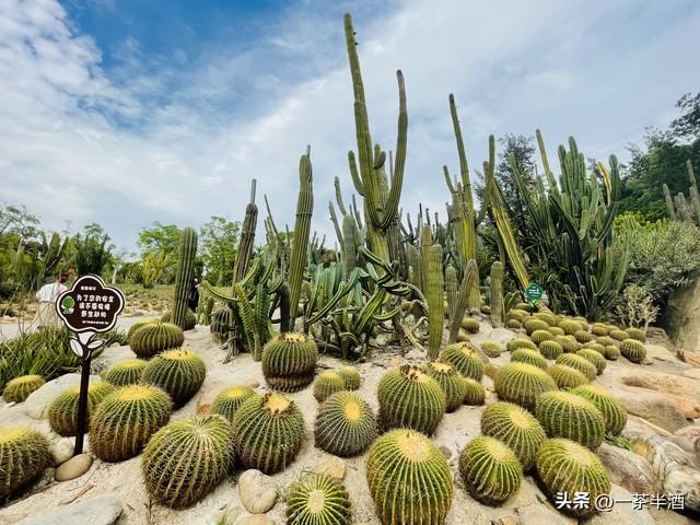 收藏！厦门6日深度自驾游线路，保姆级景点线路免费营地特色美食