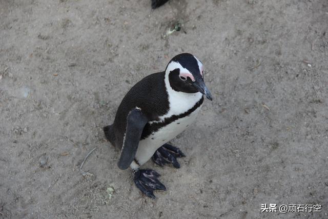 南部非洲：南非开普敦企鹅岛