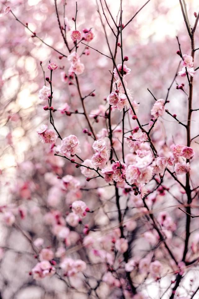 西山赏梅：邂逅一场灵魂的雅集