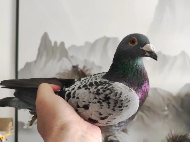 纯正的詹森鸽