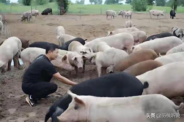 西方专家：中国往沙漠里放了10万头黑猪，竟把2万亩沙地变成绿洲
