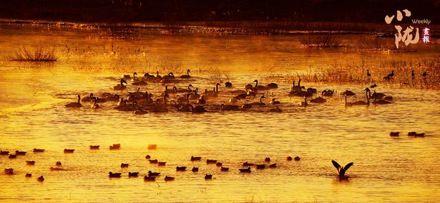 【小陇画报·435期】民勤：千顷湿地卧戈壁 续写生态新画卷