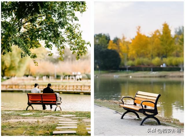 红透了！西安这片水上杉林，已进入最佳观赏期！