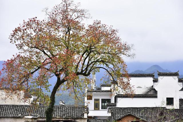 安徽的秋天从不让人失望！这6个古村最值得去！诗意秋色超出片