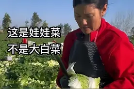 原来娃娃菜是剥出来的，不是种出来的？图片