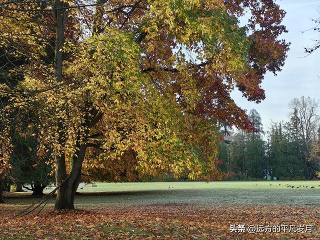 温哥华游记（四）
