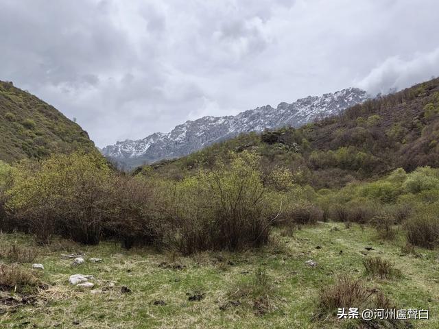 渭源双石门*石门雪山的杜鹃花