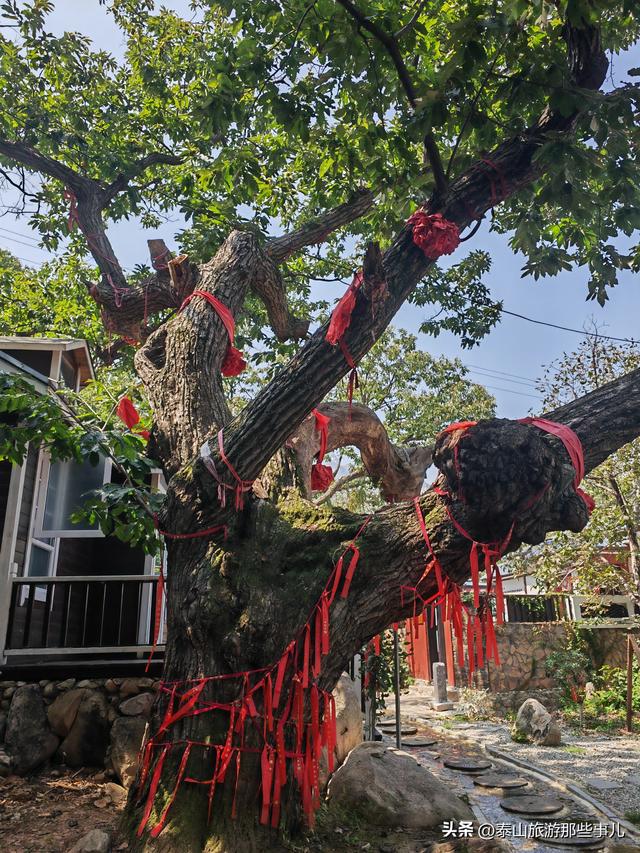泰安：它是泰山“北大门”，田园风光让人陶醉，有株800年板栗树