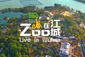 武汉动物园官方宣传片来啦！《Zoo在江城》图片