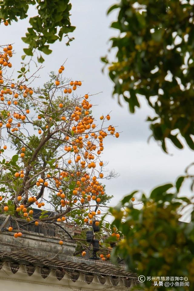 好多人在拍！苏州到底有谁在啊