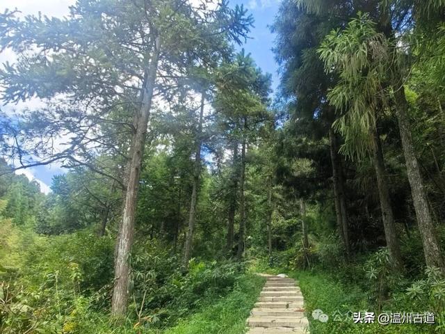 这个凭借21℃的天然清凉悄然“出圈”的森林小镇，别具异域风情！