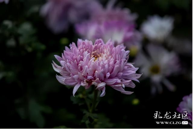 大观公园金秋菊花展掠影（B）