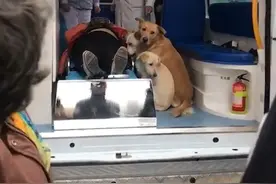 女主人临产，4只狗狗同时上了救护车不离不弃的守护女主人图片