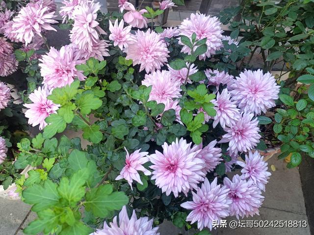 赛岐又一公园走起，快快来吧