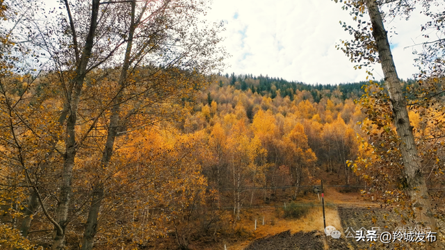 赴卡加曼之约，邂逅白桦林的秋日鎏金